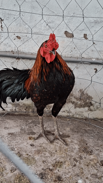 Gà Đều trống. Mua bán Gà tại Huyện Châu Thành Kiên Giang được đăng bởi Phúc Em hình 1