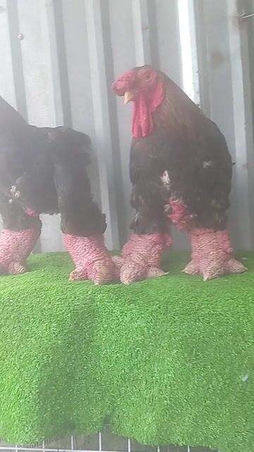 Hàng khủng 5kg đến 5,5kg ạ giá 330k 1kg❤❤❤