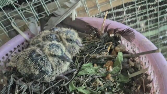 Chim cu đất non khỏe mạnh. Mua bán Chim tại Huyện Châu Thành Bến Tre được đăng bởi Phạm Minh Tâm hình 1