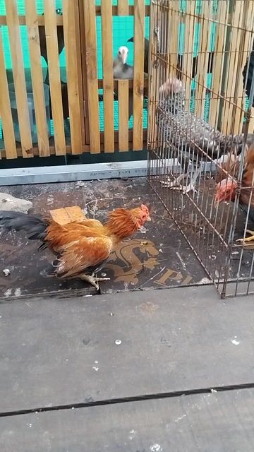 Gà Bắc Cộc chuẩn. Mua bán Gà tại Quận Bình Thạnh Tp Hồ Chí Minh được đăng bởi bin bananas hình 1