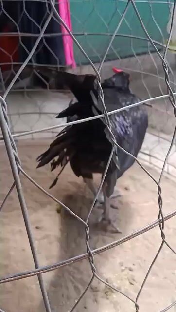 Gà Beru Mỹ trống 7-8 tháng. Mua bán Gà tại Huyện Cầu Kè Trà Vinh được đăng bởi khai Trương hình 1