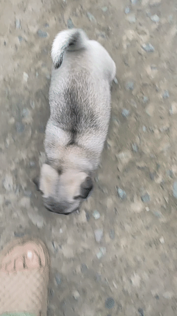 Chó Pug thuần chủng tìm nhà. Mua bán Chó tại Huyện Giồng Trôm Bến Tre được đăng bởi Thi hình 1