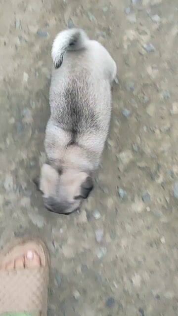 Chó Pug thuần chủng tìm nhà. Mua bán Chó tại Huyện Giồng Trôm Bến Tre được đăng bởi Thi hình 1