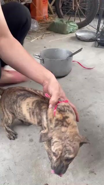 Chó Phú Quốc hơn 3 tháng. Mua bán Chó tại Quận Hà Đông Hà Nội được đăng bởi Chó Phú Quốc thuần chủng hình 1