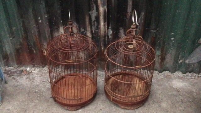 do đi  làm xa ko chsm duoc. Mua bán Chim tại Huyện Thanh Trì Hà Nội được đăng bởi lộc phát hình 1