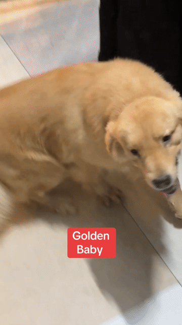 Chó Golden Retriever vàng kem đã tiêm. Mua bán Chó tại Huyện Bình Chánh Tp Hồ Chí Minh được đăng bởi Ken péthop hình 1
