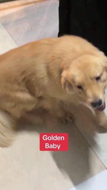 Chó Golden Retriever vàng kem đã tiêm. Mua bán Chó tại Huyện Bình Chánh Tp Hồ Chí Minh được đăng bởi Ken péthop hình 1