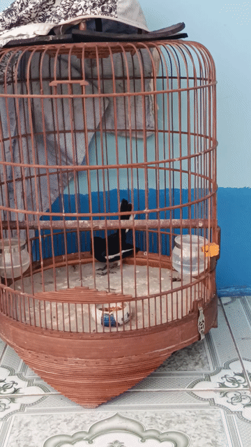 Chim Chích chòe đực Đen trắng. Mua bán Chim tại Huyện Phong Điền Cần Thơ được đăng bởi Nguyễn dinh hình 1