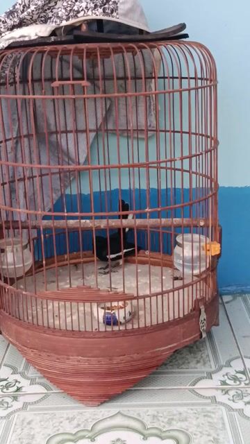 Chim Chích chòe đực Đen trắng. Mua bán Chim tại Huyện Phong Điền Cần Thơ được đăng bởi Nguyễn dinh hình 1