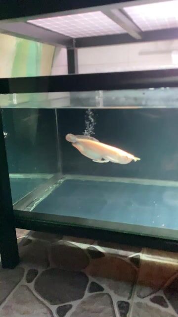 Cá  Ngân long Albino hàm cá mập. Mua bán Thú cưng khác tại Huyện Bình Chánh Tp Hồ Chí Minh được đăng bởi Minh Phúc  hình 1