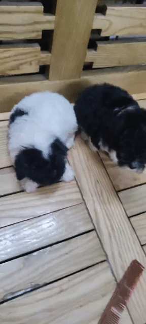 Chó Poodle 2 tháng tuổi. Mua bán Chó tại Quận Hai Bà Trưng Hà Nội được đăng bởi Đặng thu hằng hình 1