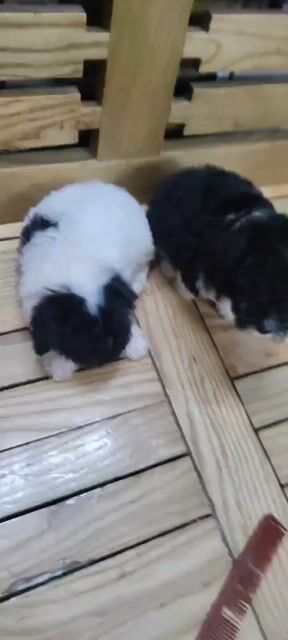 Chó Poodle 2 tháng tuổi. Mua bán Chó tại Quận Hai Bà Trưng Hà Nội được đăng bởi Đặng thu hằng hình 1