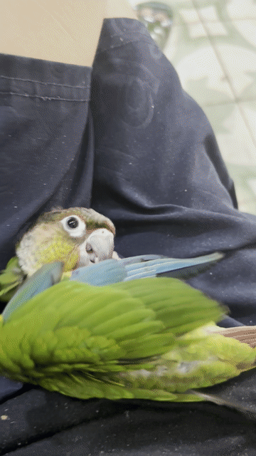 Chim Green Cheek Xanh lá, Đỏ, Nâu. Mua bán Chim tại Quận Hoàn Kiếm Hà Nội được đăng bởi Nguyễn Minh Hiếu hình 1