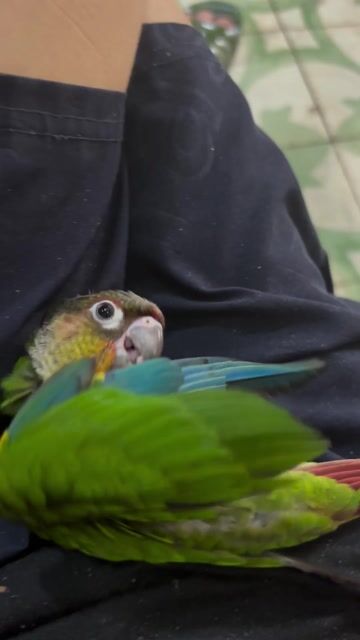 Chim Green Cheek Xanh lá, Đỏ, Nâu. Mua bán Chim tại Quận Hoàn Kiếm Hà Nội được đăng bởi Nguyễn Minh Hiếu hình 1