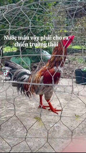 Gà chọi Xám Đực 3.1kg. Mua bán Gà tại Huyện Càng Long Trà Vinh được đăng bởi Trường AN Văn Nguyễn hình 1