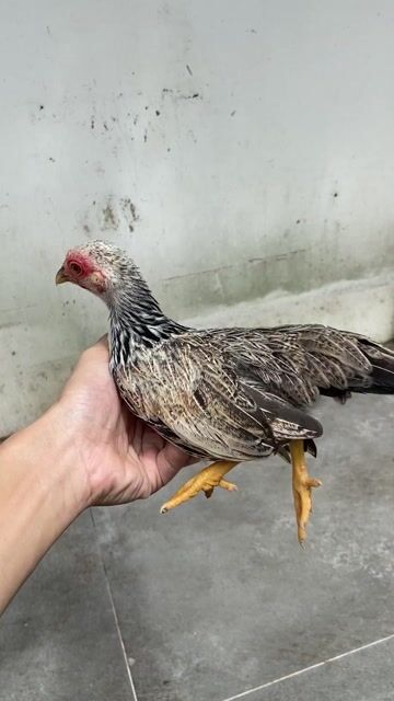 Gà cảnh mái chuối 308gr. Mua bán Gà tại Huyện Hòa Thành Tây Ninh được đăng bởi Trọng Khải hình 1