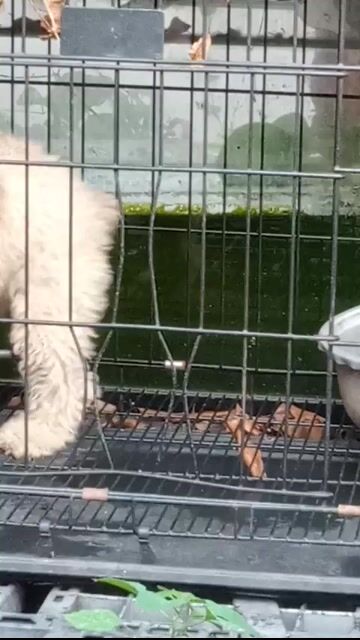 Poodle cái 11 tháng tuổi. Mua bán Chó tại Huyện Nhơn Trạch Đồng Nai được đăng bởi Anh Đức hình 1