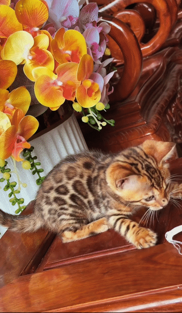 Mèo Bengal đốm vằn 2 tháng. Mua bán Mèo tại Quận 1 Tp Hồ Chí Minh được đăng bởi DƯƠNG MINH TRÍ VĨNH hình 1