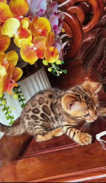 Mèo Bengal đốm vằn 2 tháng. Mua bán Mèo tại Quận 1 Tp Hồ Chí Minh được đăng bởi DƯƠNG MINH TRÍ VĨNH hình 1