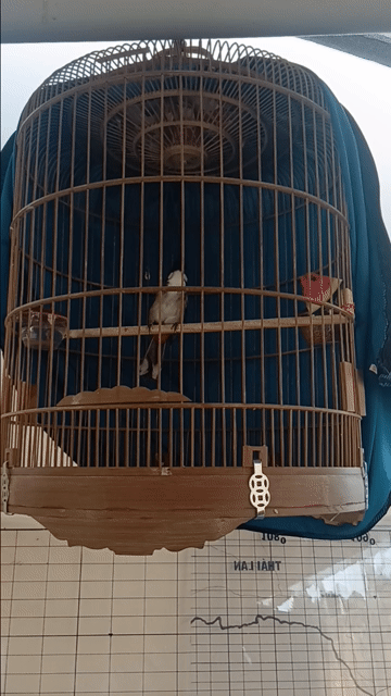 Chào mào bổi trống.. Mua bán Chim tại Quận Tân Bình Tp Hồ Chí Minh được đăng bởi Chim cảnh hình 1
