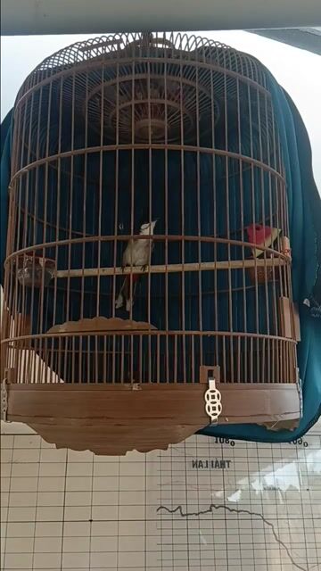 Chào mào bổi trống.. Mua bán Chim tại Quận Tân Bình Tp Hồ Chí Minh được đăng bởi Chim cảnh hình 1