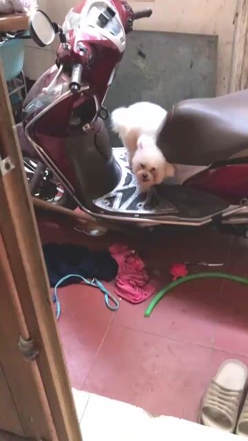 Bichon đực hơn 1 tuổi. Mua bán Chó tại Quận Hà Đông Hà Nội được đăng bởi quang minh hình 1