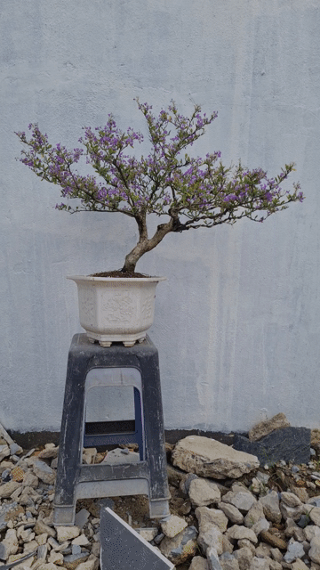 Bonsai Linh Sam siêu bông, hoa quanh năm rất thơm. Mua bán Cây cảnh, đồ trang trí tại Huyện Nhà Bè Tp Hồ Chí Minh được đăng bởi a Điền hình 1