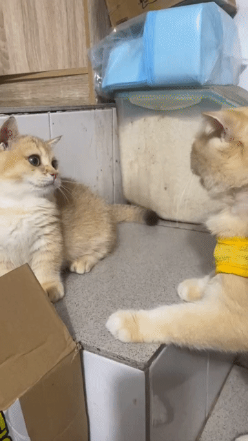 Mèo Munchkin cái 1 tuổi. Mua bán Mèo tại Quận 1 Tp Hồ Chí Minh được đăng bởi Dương Tú Uyên hình 1