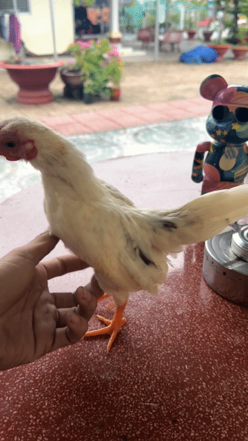 tre bắc tít from đẹp. Mua bán Gà tại Quận Ô Môn Cần Thơ được đăng bởi kun Kun hình 1