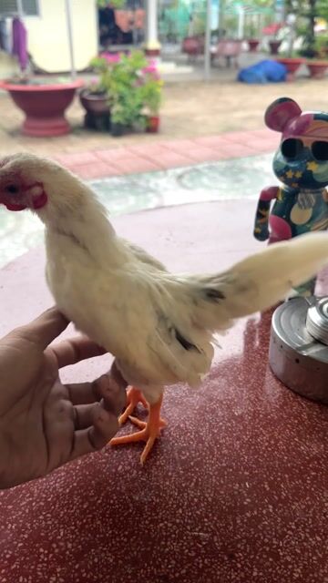 tre bắc tít from đẹp. Mua bán Gà tại Quận Ô Môn Cần Thơ được đăng bởi kun Kun hình 1