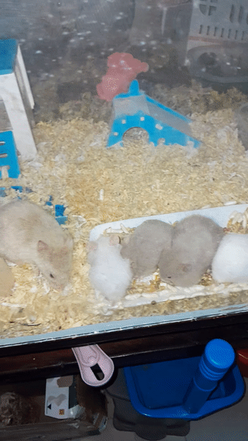 Chuột Hamster bear và ww khỏe mạnh và năng động. Mua bán Thú cưng khác tại Quận Sơn Trà Đà Nẵng được đăng bởi Nguyễn Đình Bằng hình 1