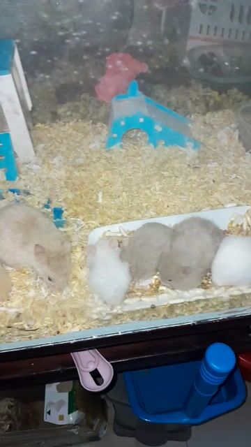 Chuột Hamster bear và ww khỏe mạnh và năng động. Mua bán Thú cưng khác tại Quận Sơn Trà Đà Nẵng được đăng bởi Nguyễn Đình Bằng hình 1