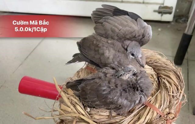 Chim Cu Gáy  (Mã Bắc ,To Con ,Đút ). Mua bán Chim tại Quận 10 Tp Hồ Chí Minh được đăng bởi Cu Gáy Thái  hình 1