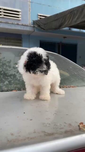 Chó Poodle tiny cái bò sữa. Mua bán Chó tại Quận 8 Tp Hồ Chí Minh được đăng bởi tân hình 1