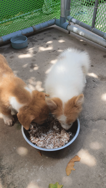Chó Corgi vàng trắng. Mua bán Chó tại Huyện Châu Thành Bến Tre được đăng bởi Tân hình 1