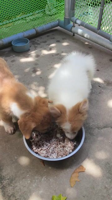 Chó Corgi vàng trắng. Mua bán Chó tại Huyện Châu Thành Bến Tre được đăng bởi Tân hình 1