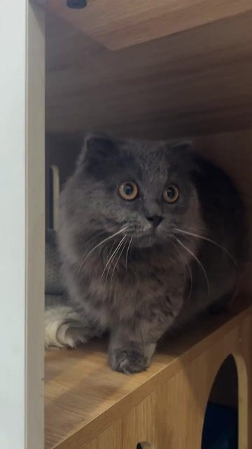 🌟Munchkin Xám Xanh Lùn Cụp Đực 11 Tháng 🐈💯. Mua bán Mèo tại Quận Hai Bà Trưng Hà Nội được đăng bởi Family Pet Shop hình 1