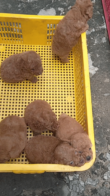 Chó Poodle Nâu Đã tiêm ngừa, sổ giun. Mua bán Chó tại Huyện Giồng Trôm Bến Tre được đăng bởi Thi hình 1