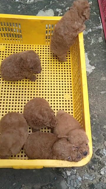 Chó Poodle Nâu Đã tiêm ngừa, sổ giun. Mua bán Chó tại Huyện Giồng Trôm Bến Tre được đăng bởi Thi hình 1
