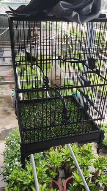 Chim hút mật Họng đen Già mùa. Mua bán Chim tại Huyện Nhà Bè Tp Hồ Chí Minh được đăng bởi Lão Nông hình 1