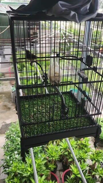 Chim hút mật Họng đen Già mùa. Mua bán Chim tại Huyện Nhà Bè Tp Hồ Chí Minh được đăng bởi Lão Nông hình 1