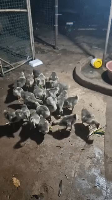 Ngỗng 3-20 ngày tuổi. Mua bán Thú cưng khác tại Huyện Vĩnh Cửu Đồng Nai được đăng bởi Trần Phước hình 1