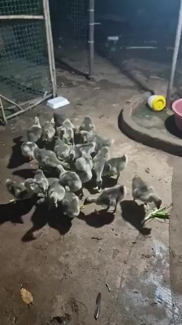 Ngỗng 3-20 ngày tuổi. Mua bán Thú cưng khác tại Huyện Vĩnh Cửu Đồng Nai được đăng bởi Trần Phước hình 1