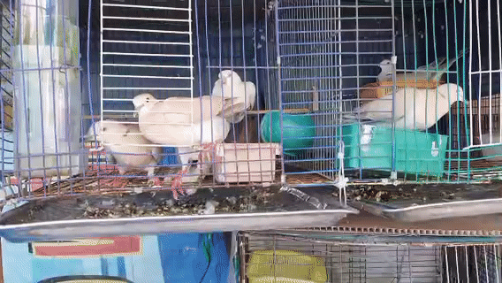Chim bồ câu đuôi xòe nhiều màu. Mua bán Chim tại Thành phố Nha Trang Khánh Hòa được đăng bởi Hùng hình 1