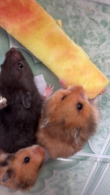 chuột hamster. Mua bán Thú cưng khác tại Thành phố Thuận An Bình Dương được đăng bởi Gấu hình 1