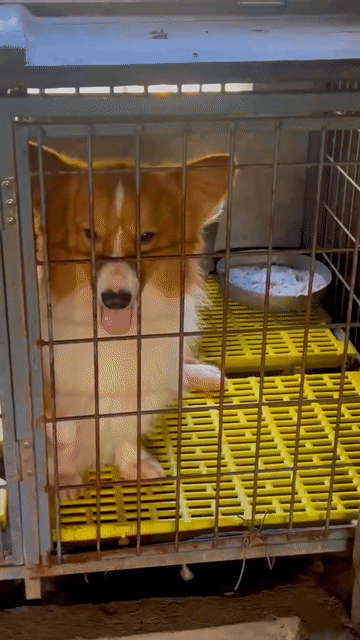 Chó Corgi đực và cái. Mua bán Chó tại Quận Liên Chiểu Đà Nẵng được đăng bởi Trần Tiến hình 1