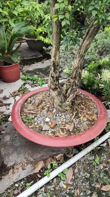 Cây Nguyệt quế 60 năm 2m hoành 70cm hoa thơm. Mua bán Cây cảnh, đồ trang trí tại Huyện Gò Dầu Tây Ninh được đăng bởi Dương hình 1