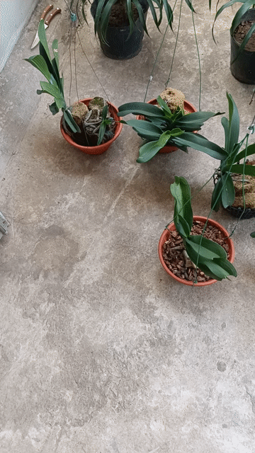 Lan đai châu (đã thuần). Mua bán Cây cảnh, đồ trang trí tại Huyện Hải Hậu Nam Định được đăng bởi Huyền hình 1