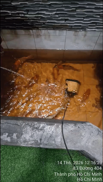 Cá Koi 20cm Khỏe mạnh. Mua bán Thú cưng khác tại Thành phố Thủ Đức Tp Hồ Chí Minh được đăng bởi a. Hai hình 1