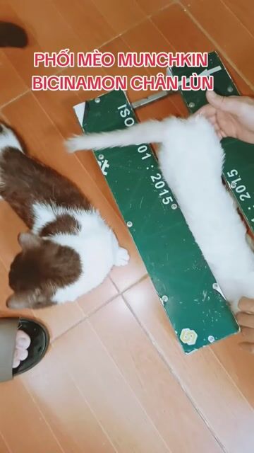 Phối mèo bicolor Cinnamon chân lùn. Mua bán Mèo tại Quận Thanh Xuân Hà Nội được đăng bởi Nguyễn Thị Uyển hình 1